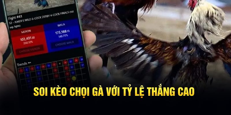 Soi kèo chọi gà với tỷ lệ thắng cao